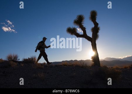 Eine Silhouette von einem Wanderer durch einen Joshua Baum bei Sonnenuntergang in der Nähe von Lone Pine in Kalifornien Stockfoto