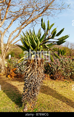 Aloe Pflanze (Aloe), Kwazulu-Natal, Südafrika, Afrika Stockfoto