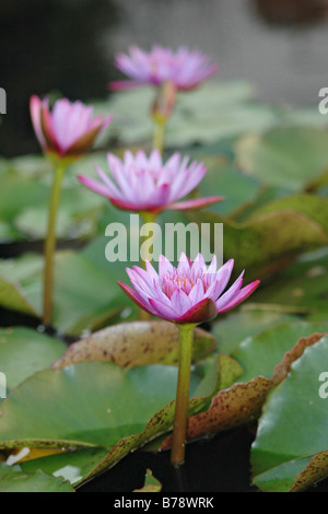 Rosa Seerosen in voller Blüte Stockfoto