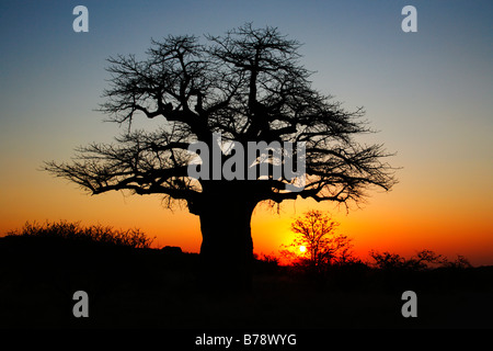 Ein Baobab-Baum (Affenbrotbäume Digitata) Silhouette gegen den Sonnenuntergang Stockfoto