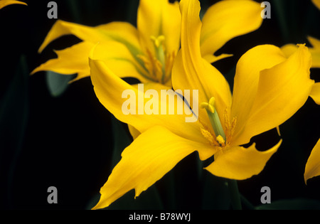 Tulipa Viridflora Dancing Show fotografiert im Keukenhof Gärten in Lisse der Niederlande Stockfoto