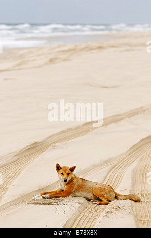 Dingo (Canis Lupus Dingo) am Strand von Fraser Island, Queensland, Australien Stockfoto