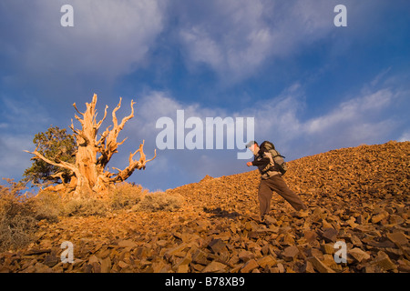 Ein Wanderer durch eine Bristlecone Kiefer bei Sonnenuntergang in der Nähe von Bischof in Kalifornien Stockfoto