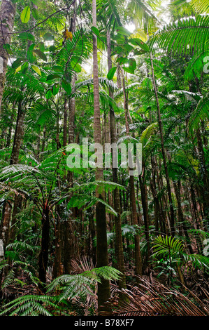 Regenwald auf Fraser Island, Queensland, Australien Stockfoto