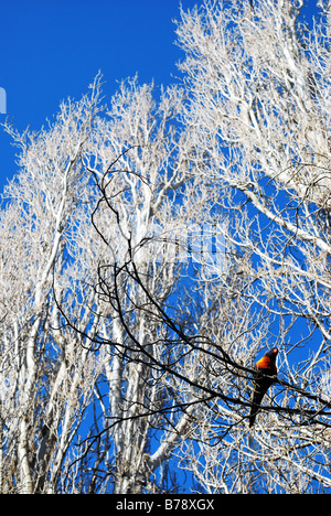 Ein Regenbogen Lorikeet in einem weißen Baum in Perth Western Australia Stockfoto