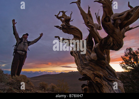 Eine Silhouette ein Wanderer steht ein Bristlecone Kiefer bei Sonnenuntergang in der Nähe von Bischof in Kalifornien Stockfoto