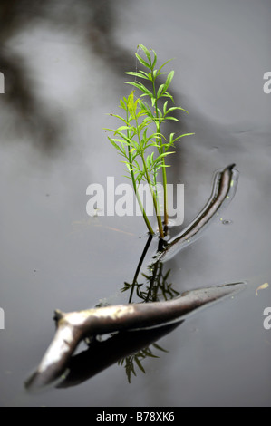 junge Pflanze aus Süßwasser-See Stockfoto