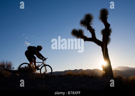 Eine Silhouette eines Bikers durch einen Joshua Baum bei Sonnenuntergang in der Nähe von Lone Pine in Kalifornien Stockfoto