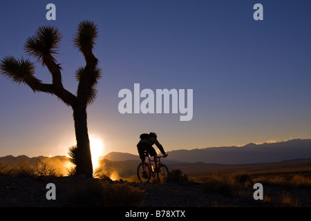 Eine Silhouette eines Bikers durch einen Joshua Baum bei Sonnenuntergang in der Nähe von Lone Pine in Kalifornien Stockfoto