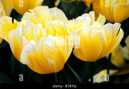 Tulipa Fosteriana Sweet Heart fotografiert im Garten der Keukenhof in Lisse der Niederlande Stockfoto