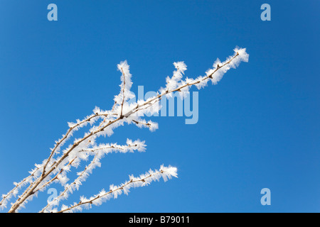 Bush Berberitze (Berberis), bedeckt mit Frost, gegen blauen Himmel Stockfoto