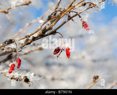 Busch der Berberitze (Berberis) mit gefrorenen Früchten, mit Frost bedeckt Stockfoto