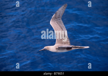 Red-footed Sprengfallen (Sula Sula) im Flug, Galapagos Inseln, Galapagos-Inseln, Ecuador, Südamerika Stockfoto