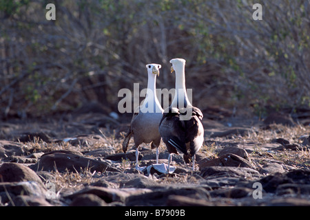 Winkte paar Albatros (Diomedea Irrorata) Balztanz, Insel Espanola, Galapagos Inseln, Galapagos-Inseln, Ecuador, Süd A Stockfoto