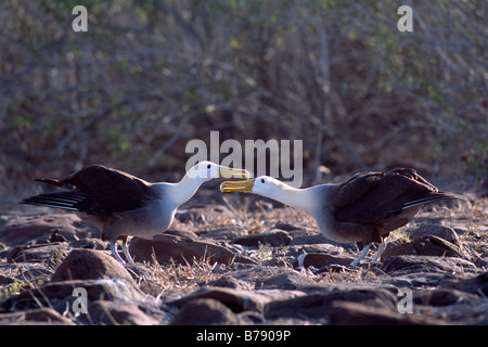 Winkte paar Albatros (Diomedea Irrorata) Balztanz, Insel Espanola, Galapagos Inseln, Galapagos-Inseln, Ecuador, Süd A Stockfoto