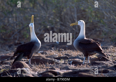 Winkte paar Albatros (Diomedea Irrorata) Balztanz, Insel Espanola, Galapagos Inseln, Galapagos-Inseln, Ecuador, Süd A Stockfoto