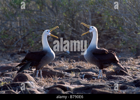 Winkte paar Albatros (Diomedea Irrorata) Balztanz, Insel Espanola, Galapagos Inseln, Galapagos-Inseln, Ecuador, Süd A Stockfoto