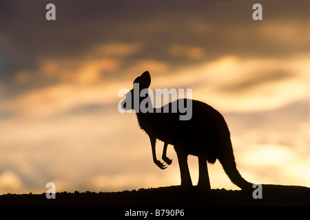 Östliche graue Känguru (Macropus Giganteus) in den Sonnenuntergang, Mungo National Park, New-South.Wales, Australien Stockfoto