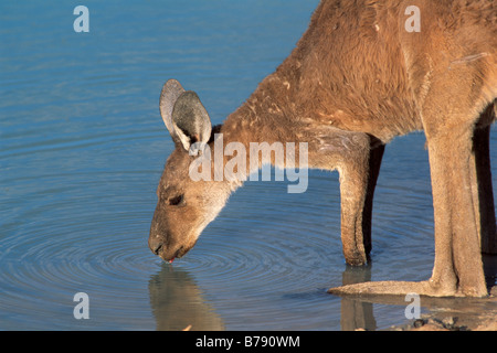 Östliche graue Känguru (Macropus Giganteus) trinken, Mungo National Park, New-South.Wales, Australien Stockfoto