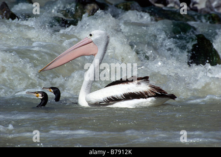 Australischer Pelikan (Pelecanus Conspicillatus) Angeln mit Kormorane (Phalacrocorax Carbo) in Darling River, Kinchega Na Stockfoto