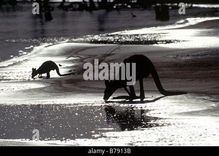 Östliche graue Kängurus (Macropus Giganteus) Trinkwasser, Kinchega National Park, New-South.Wales, Australien Stockfoto