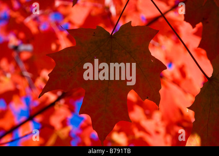 Spitz-Ahorn (Acer Platanoides) Baum im Herbst. Stockfoto