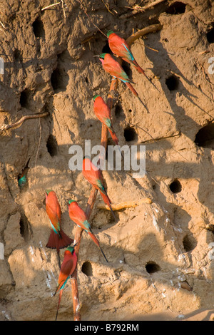 Südlichen Carmine Bienenfresser bei ihren Schlamm Wand Nester, Okavango Panhandle, Botswana Stockfoto