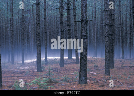 Schnee auf einem Indianischen Grabhügel in der Nähe des Wolf River Wisconsin. Foto Stockfoto
