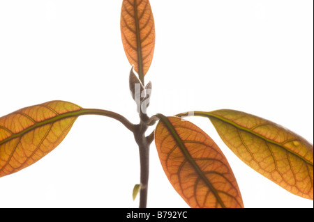 Avocado Pflanze (Persea Americana), close-up der Blätter Stockfoto