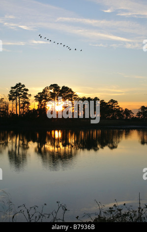 Kanadagänse fliegen bei Sonnenuntergang, Blackwater National Wildlife Refuge Cambridge Dorchester County, Maryland USA. Stockfoto