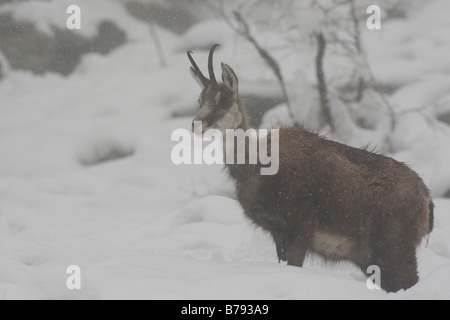 Gämse im winter Stockfoto