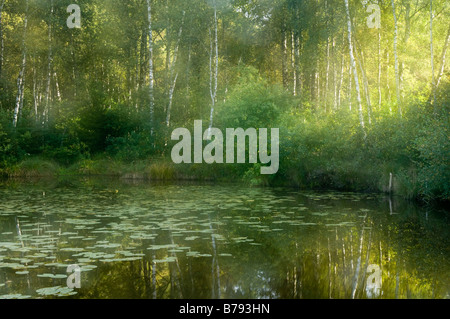 Deutschland, Seerosen auf See im Wald Stockfoto