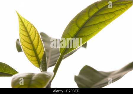 Avocado Pflanze (Persea Americana), close-up der Blätter Stockfoto