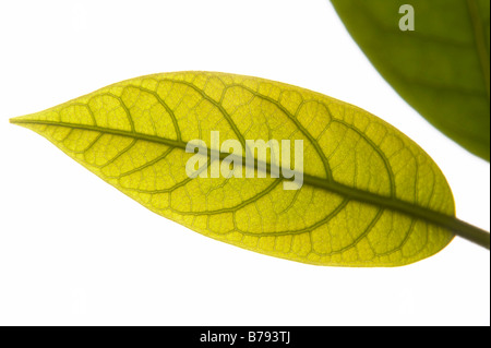 Avocado-Blätter, close-up Stockfoto