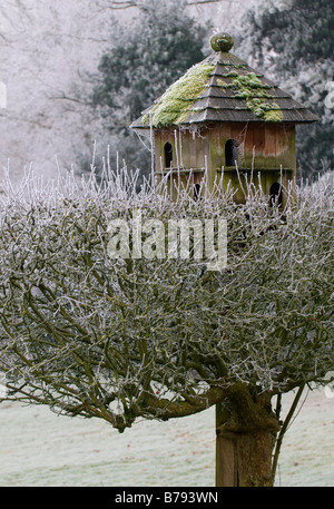 Taubenschlag am Apfelbaum in hoar forst Stockfoto