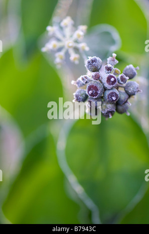 Nahaufnahme von satiniertem Efeublätter und Beeren Stockfoto