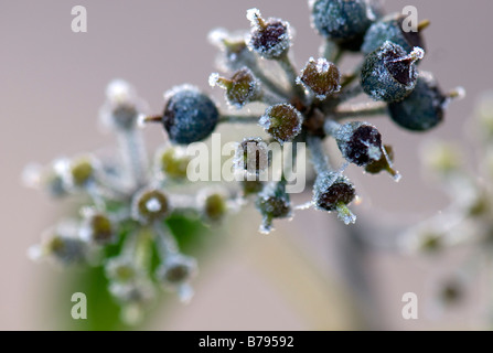 Nahaufnahme von satiniertem Ivy Beeren Stockfoto