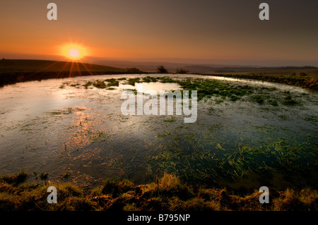 Sonnenaufgang über einem Tau-Teich bei Ditchling Beacon, South Downs, Sussex, UK Stockfoto