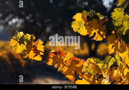 Weinberge drehen Farben im Herbst in ALEXANDER VALLEY HEALDSBURG CALIFORNIA Stockfoto