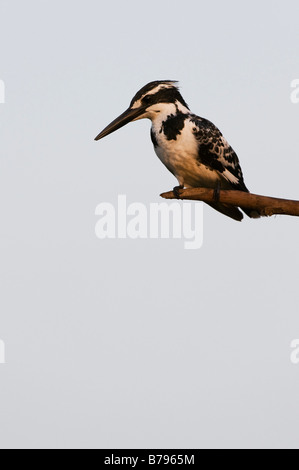 Ceryle rudis. Weibliche Pied Kingfisher thront auf einem Stick über einen Brunnen in der indischen Landschaft. Andhra Pradesh, Indien Stockfoto