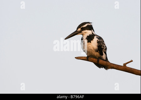 Ceryle rudis. Weibliche Pied Kingfisher thront auf einem Stick über einen Brunnen in der indischen Landschaft. Andhra Pradesh, Indien Stockfoto