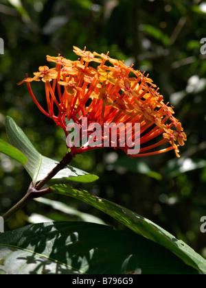 Flamme des Woods (ixora coccinea) Stockfoto