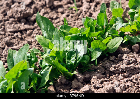 Spinat (Spinacia Oleracea) Stockfoto