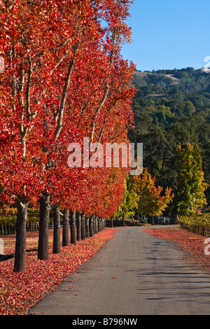 Weinberg und Baum gesäumten Gasse von einem Landgut im Herzen von ALEXANDER VALLEY HEALDSBURG CALIFORNIA Stockfoto