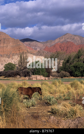 Pferd im Feld von Cortaderia Pampas Gras und farbenfrohen felsigen Hügeln in der Nähe von Uquia, Quebrada de Humahuaca, Argentinien Stockfoto