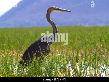 Goliath Heron, ardea Goliath, am Lake Baringo Kenia Afrika im Jahr 1984 Stockfoto