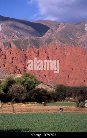 Landwirt im Bereich in der Nähe von Uquia, Quebrada de Humahuaca, Argentinien Stockfoto