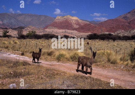 Lamas (Lama glama) auf der Spur vorbei an Cortaderia Pampas Gras, Cerro Yacoraite im Hintergrund, Quebrada de Humahuaca, Argentinien Stockfoto