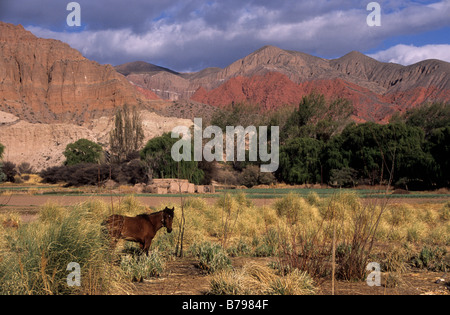 Pferd im Feld von Cortaderia Pampas Gras und farbenfrohen felsigen Hügeln in der Nähe von Uquia, Quebrada de Humahuaca, Argentinien Stockfoto