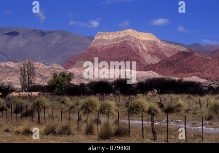 Cerro Yacoraite und Cortaderia pampas Gras, Quebrada de Humahuaca, Argentinien Stockfoto